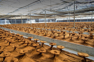 “浙江制造”發布實施《破壁靈芝孢子粉》團體標準